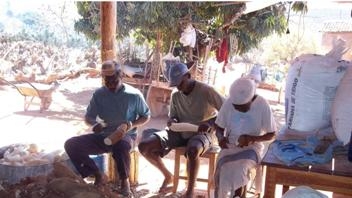 Cassava processing in Bahia